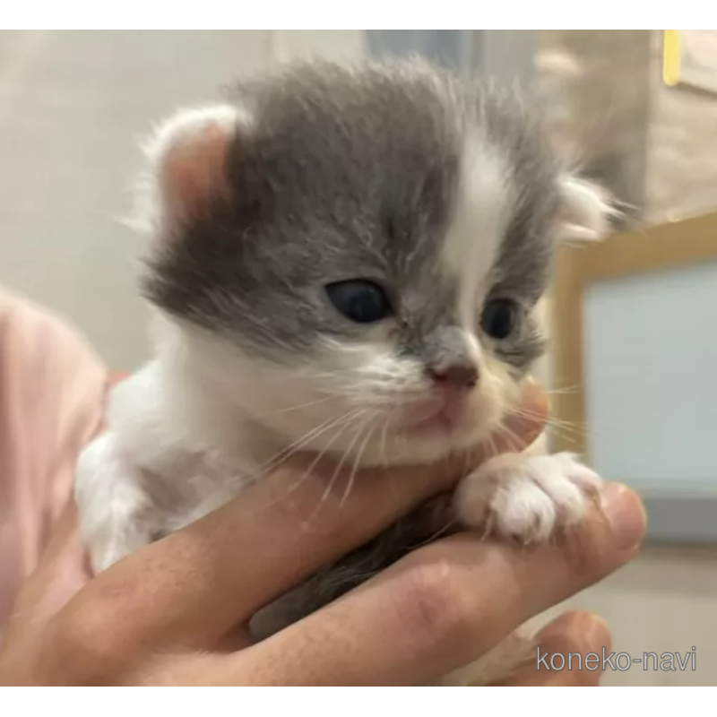 販売中の福岡県のスコティッシュフォールド(折れ耳)-121806の3枚目